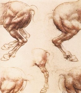 Штудия лошадиных крупов (1504-1506) (Виндзор, Корол.коллекция)