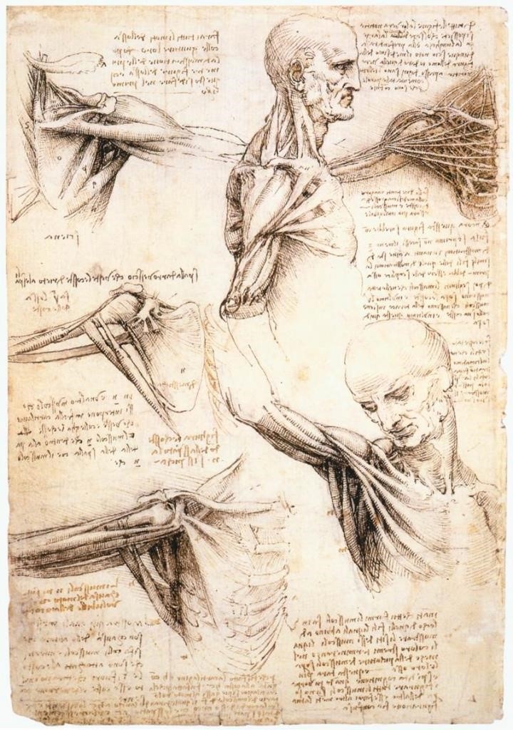 Анатомические штудии 2 (1510-1511) (Виндзор, Корол.коллекция)