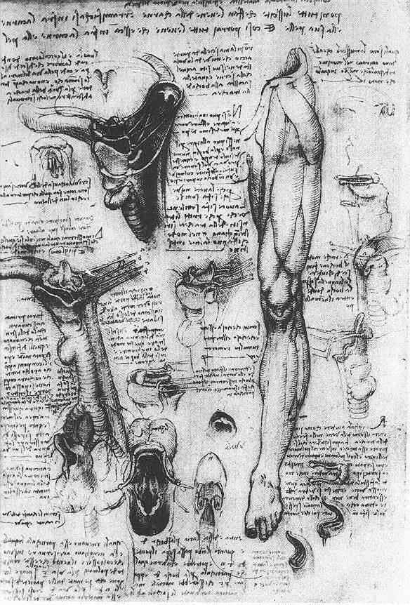 Анатомическая штудия (1510) (Виндзор, Корол.коллекция)